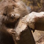 Be like a beaver and give a dam about your teeth