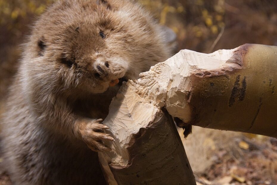 What can we learn about our teeth from beavers?
